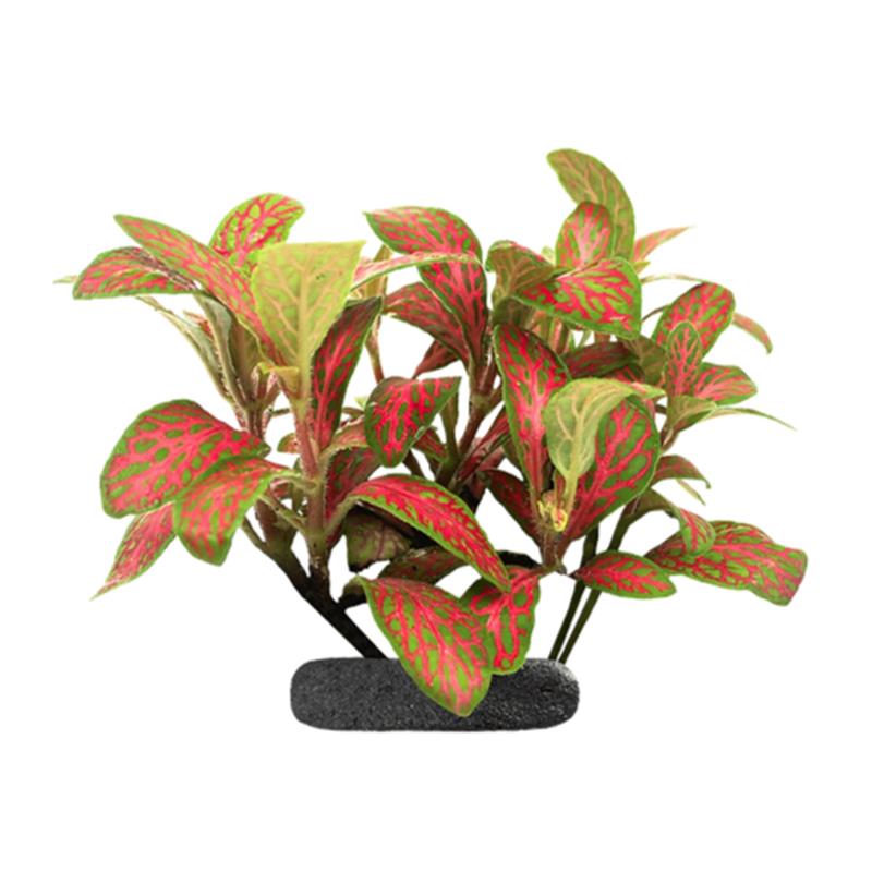 Planta terariu WIO Nerve Plant Red Veined Fittonia - imagine 3